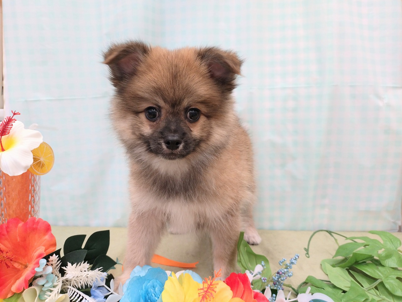 群馬県のハーフ犬・ミックス犬 (ペッツワン青柳店/2026年5月5日生まれ/男の子/フォーン)の子犬の1枚目の画像