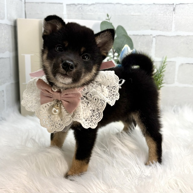 大阪府の柴犬(標準サイズ) (ペッツワン高槻店/2026年6月10日生まれ/女の子/黒)の子犬の2枚目の画像
