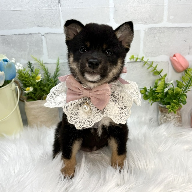 大阪府の柴犬(標準サイズ) (ペッツワン高槻店/2026年6月10日生まれ/女の子/黒)の子犬の1枚目の画像