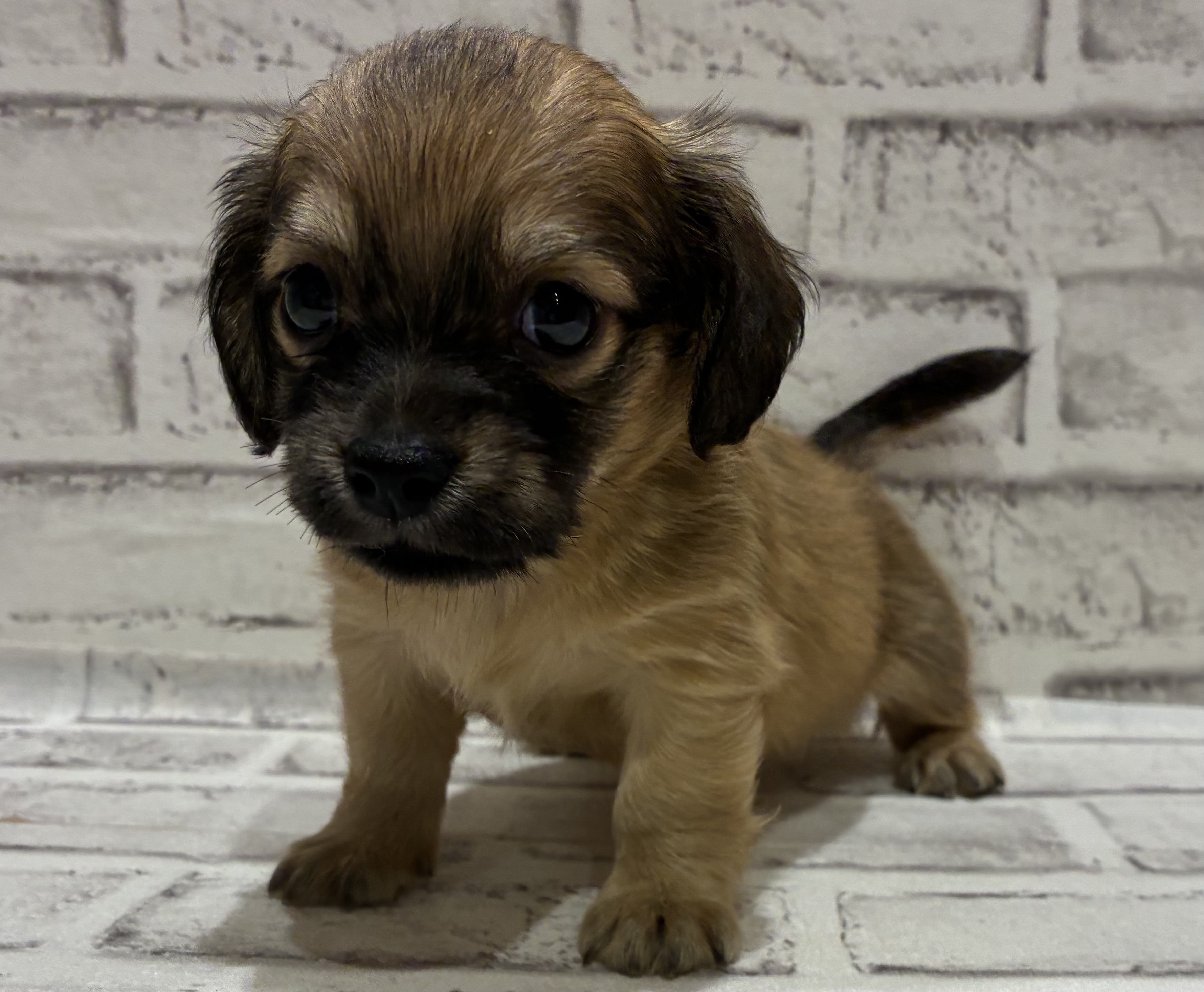 宮城県のハーフ犬・ミックス犬 (ペッツワン古川店/2026年6月15日生まれ/男の子/レッド)の子犬