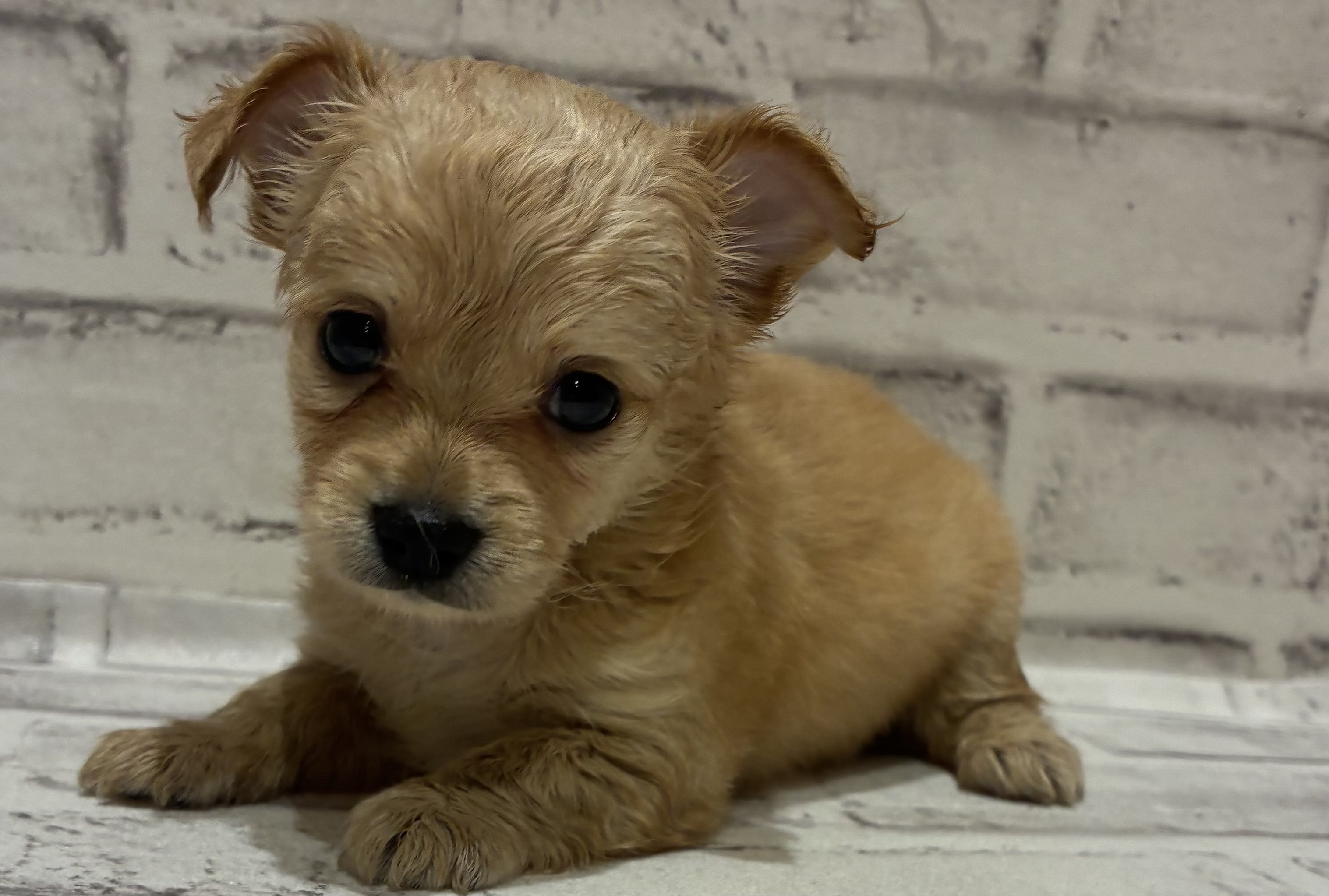 宮城県のハーフ犬・ミックス犬 (ペッツワン古川店/2026年6月16日生まれ/女の子/イエロー)の子犬