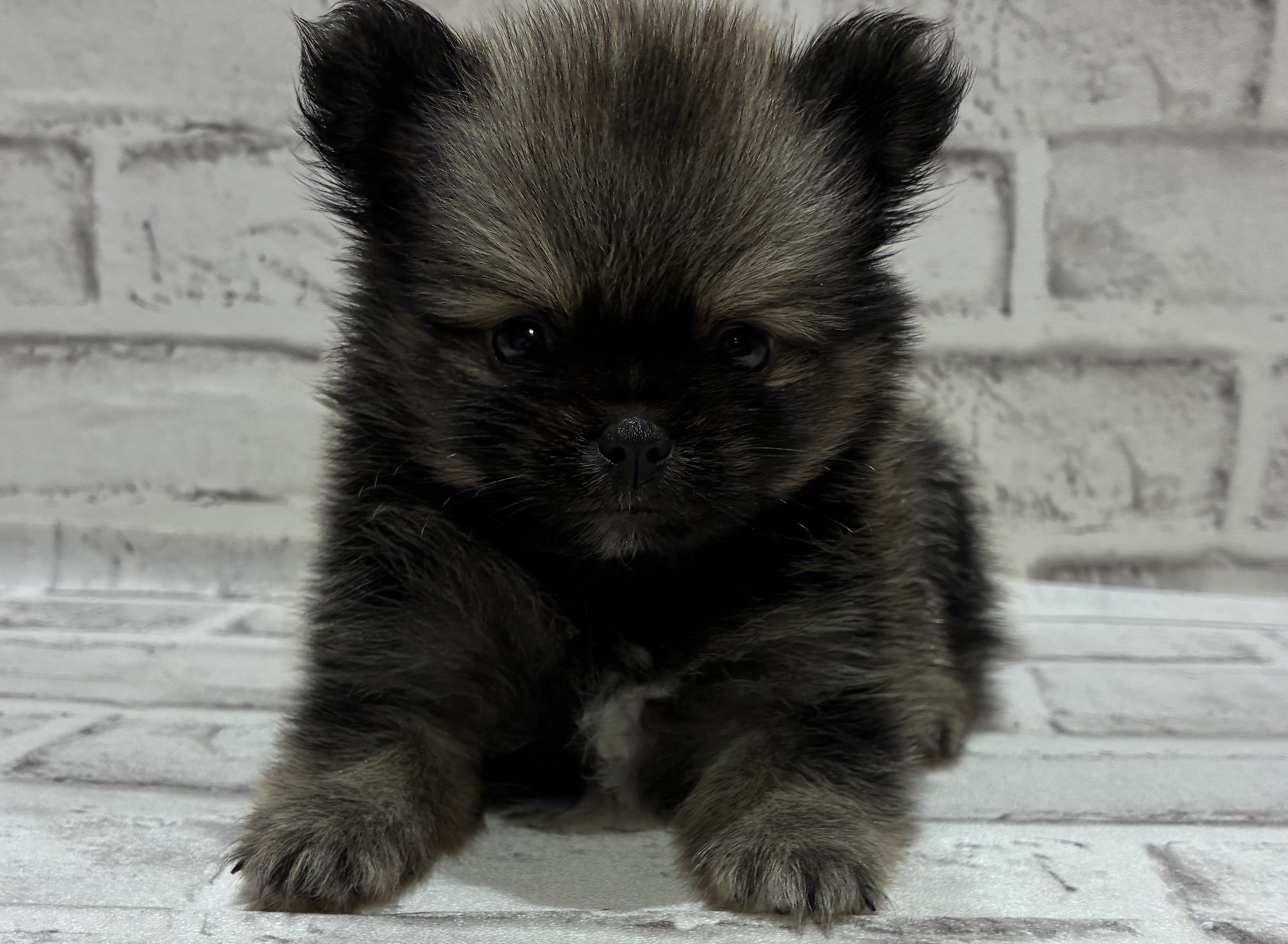 宮城県のハーフ犬・ミックス犬 (ペッツワン古川店/2026年6月13日生まれ/男の子/オレンジ)の子犬