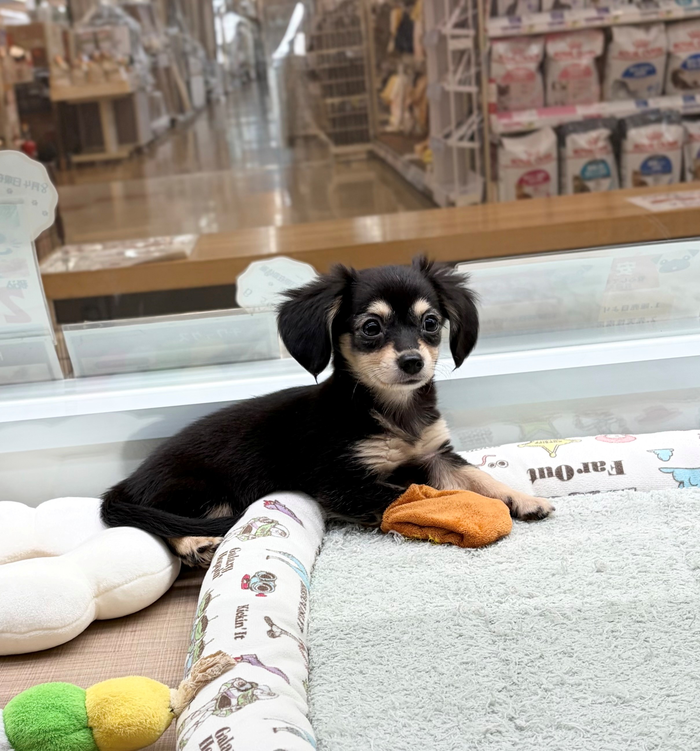 岐阜県のハーフ犬・ミックス犬 (ペッツワン可児店/2026年5月15日生まれ/女の子/ブラックタン)の子犬の3枚目の画像