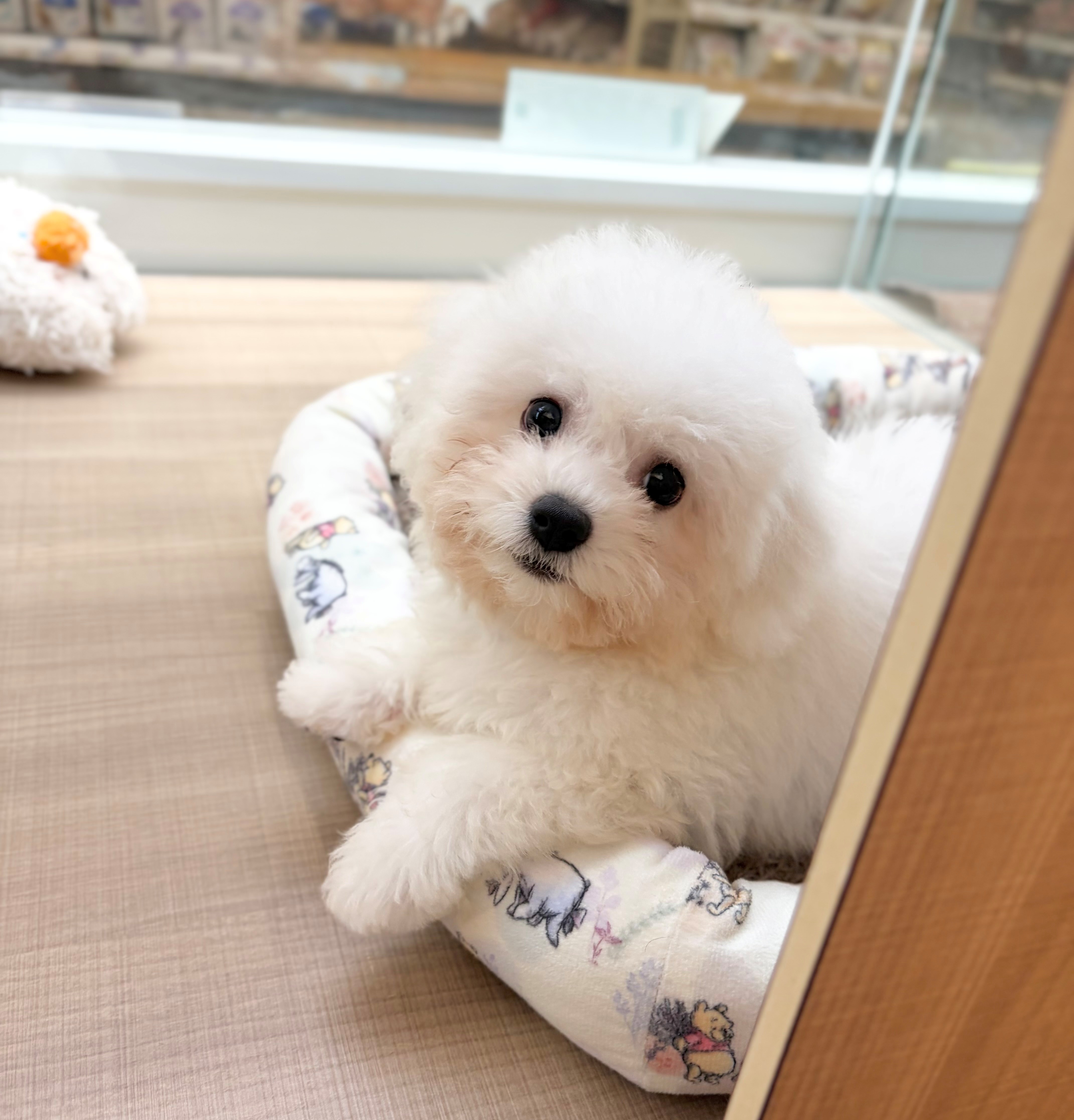 岐阜県のビションフリーゼ (ペッツワン可児店/2026年5月21日生まれ/男の子/ホワイト)の子犬の2枚目の画像