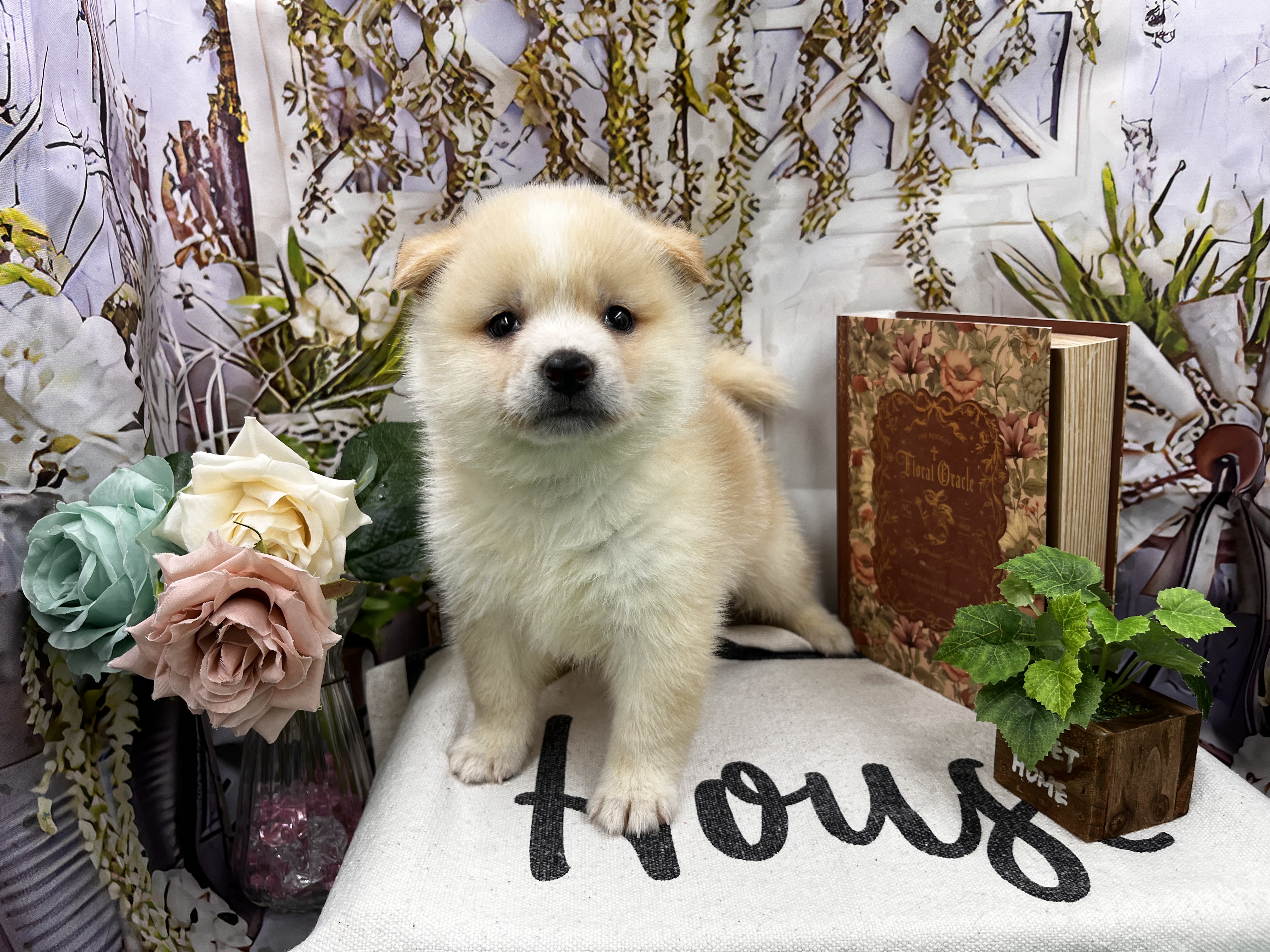 群馬県のハーフ犬・ミックス犬 (ペッツワン前橋小島田店/2026年6月15日生まれ/男の子/クリーム)の子犬