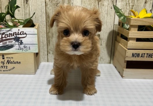 静岡県のハーフ犬・ミックス犬 (ペッツワン浜松都田テクノ店/2026年6月21日生まれ/女の子/アプリコット)の子犬