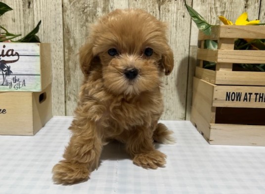 静岡県のハーフ犬・ミックス犬 (ペッツワン浜松都田テクノ店/2026年6月21日生まれ/男の子/アプリコット)の子犬