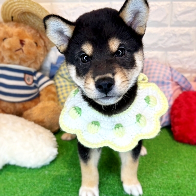京都府の柴犬(標準サイズ) (ペッツワン亀岡店/2026年6月17日生まれ/男の子/黒)の子犬の3枚目の画像