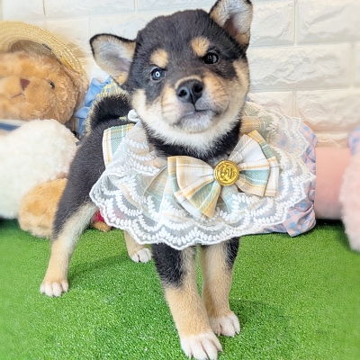 京都府の柴犬(標準サイズ) (ペッツワン亀岡店/2026年6月17日生まれ/男の子/黒)の子犬の1枚目の画像