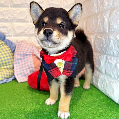 京都府の柴犬(標準サイズ) (ペッツワン亀岡店/2026年6月17日生まれ/男の子/黒)の子犬の2枚目の画像