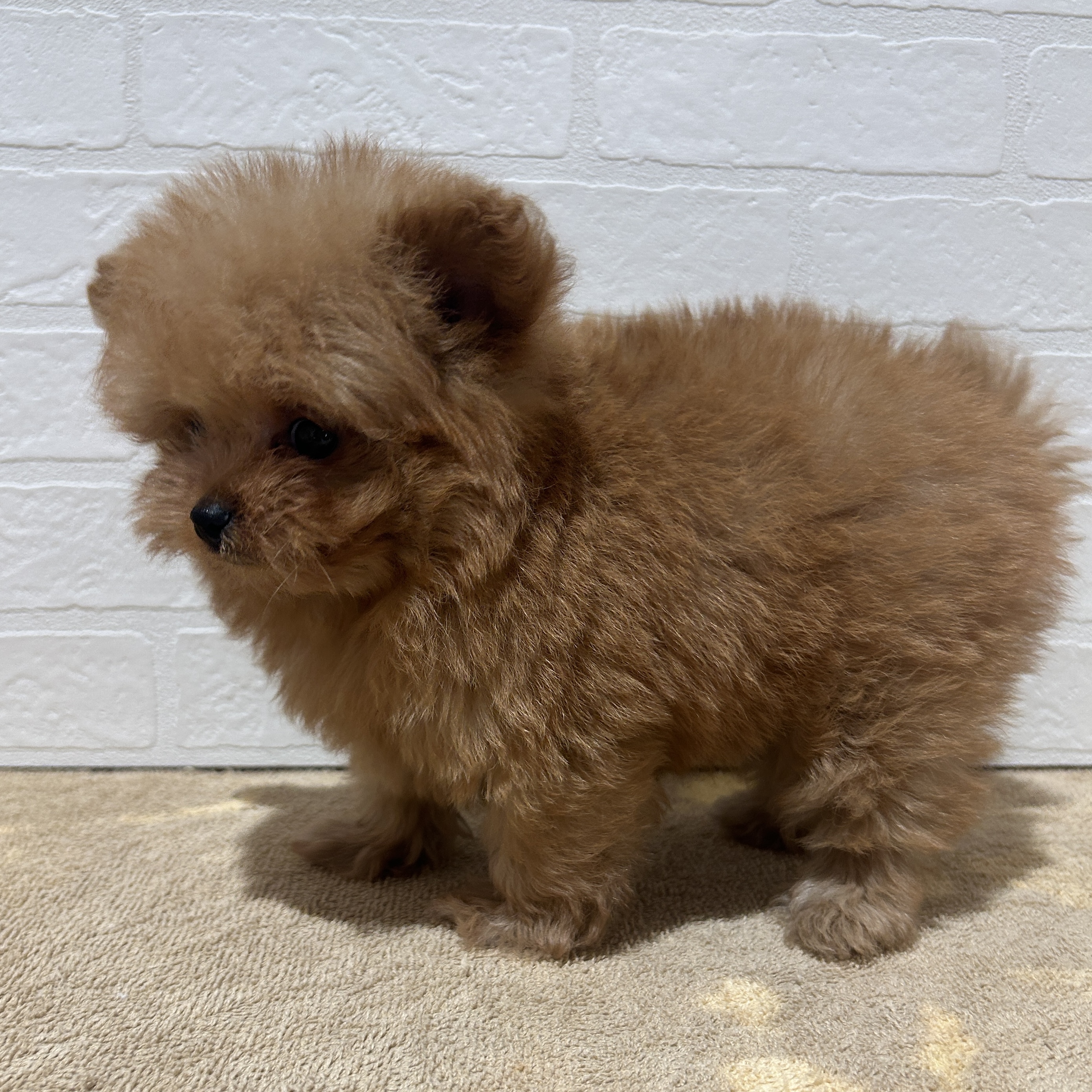 愛知県のハーフ犬・ミックス犬 (ペッツワン常滑店/2026年6月20日生まれ/女の子/オレンジ)の子犬の3枚目の画像