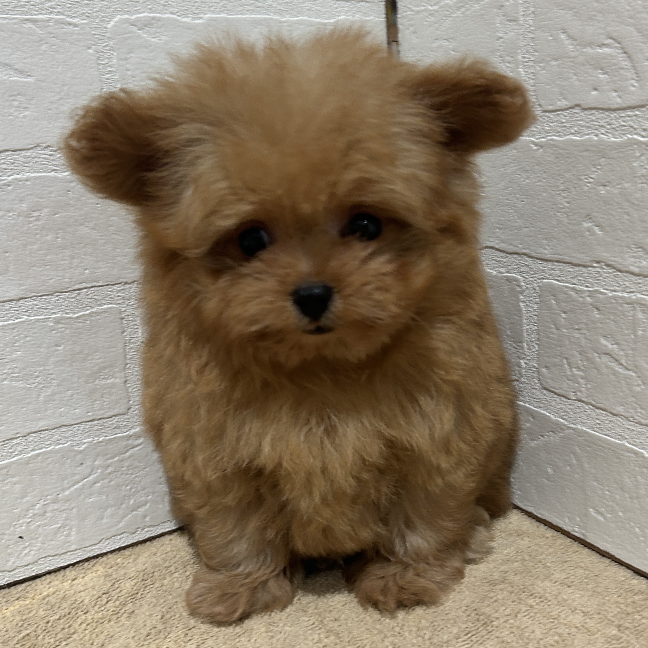 愛知県のハーフ犬・ミックス犬 (ペッツワン常滑店/2026年6月20日生まれ/女の子/オレンジ)の子犬の1枚目の画像