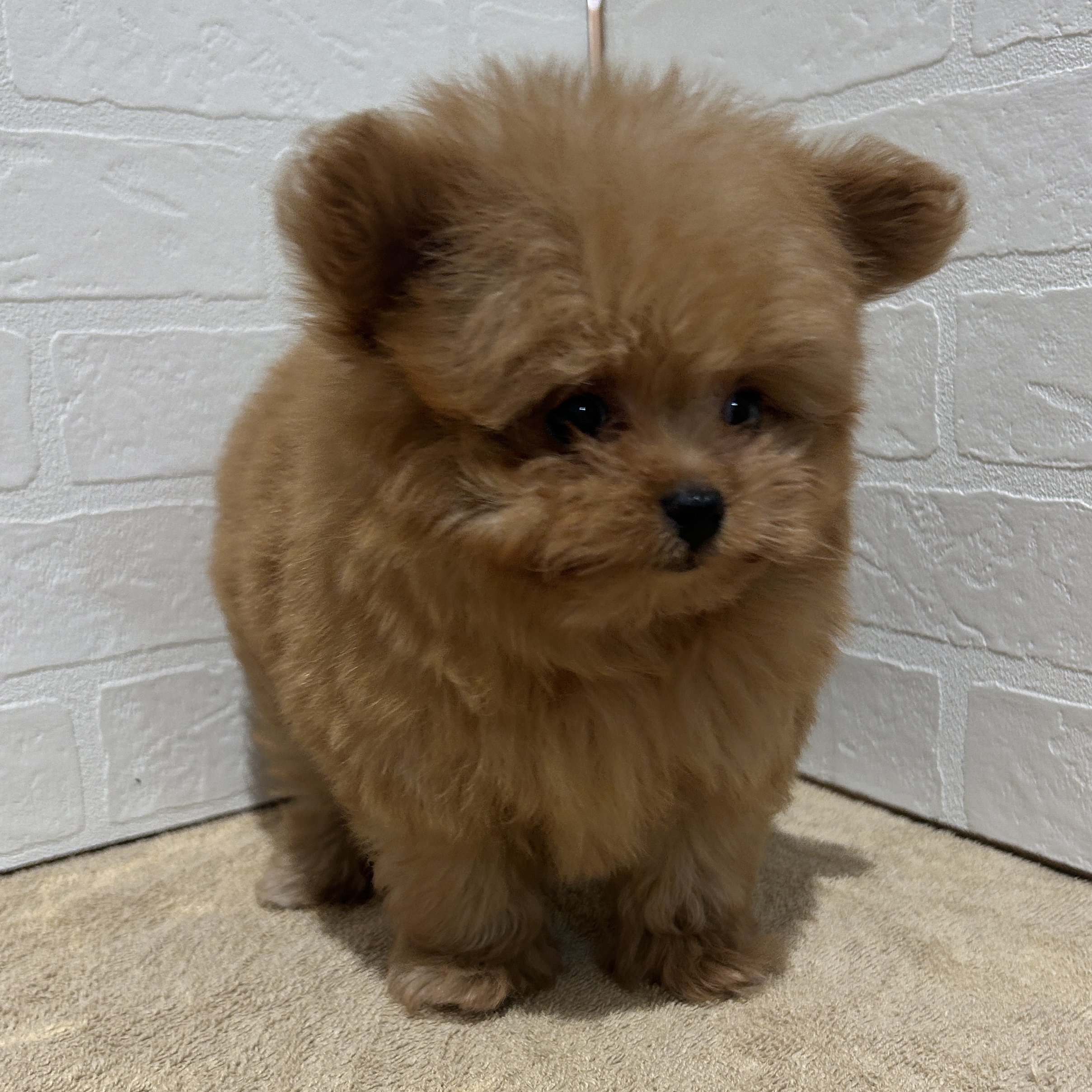 愛知県のハーフ犬・ミックス犬 (ペッツワン常滑店/2026年6月20日生まれ/女の子/オレンジ)の子犬の2枚目の画像