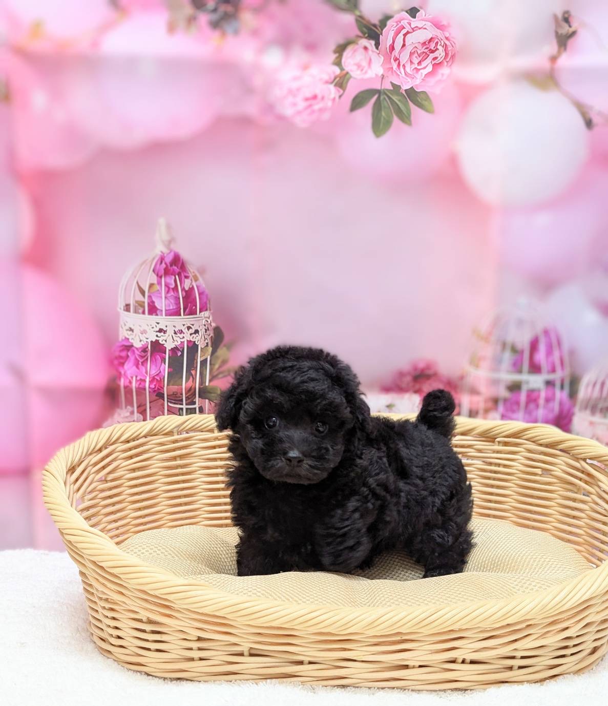 岡山県のトイプードル(トイ) (ペッツワンFC津山店/2026年6月16日生まれ/男の子/ブラック)の子犬