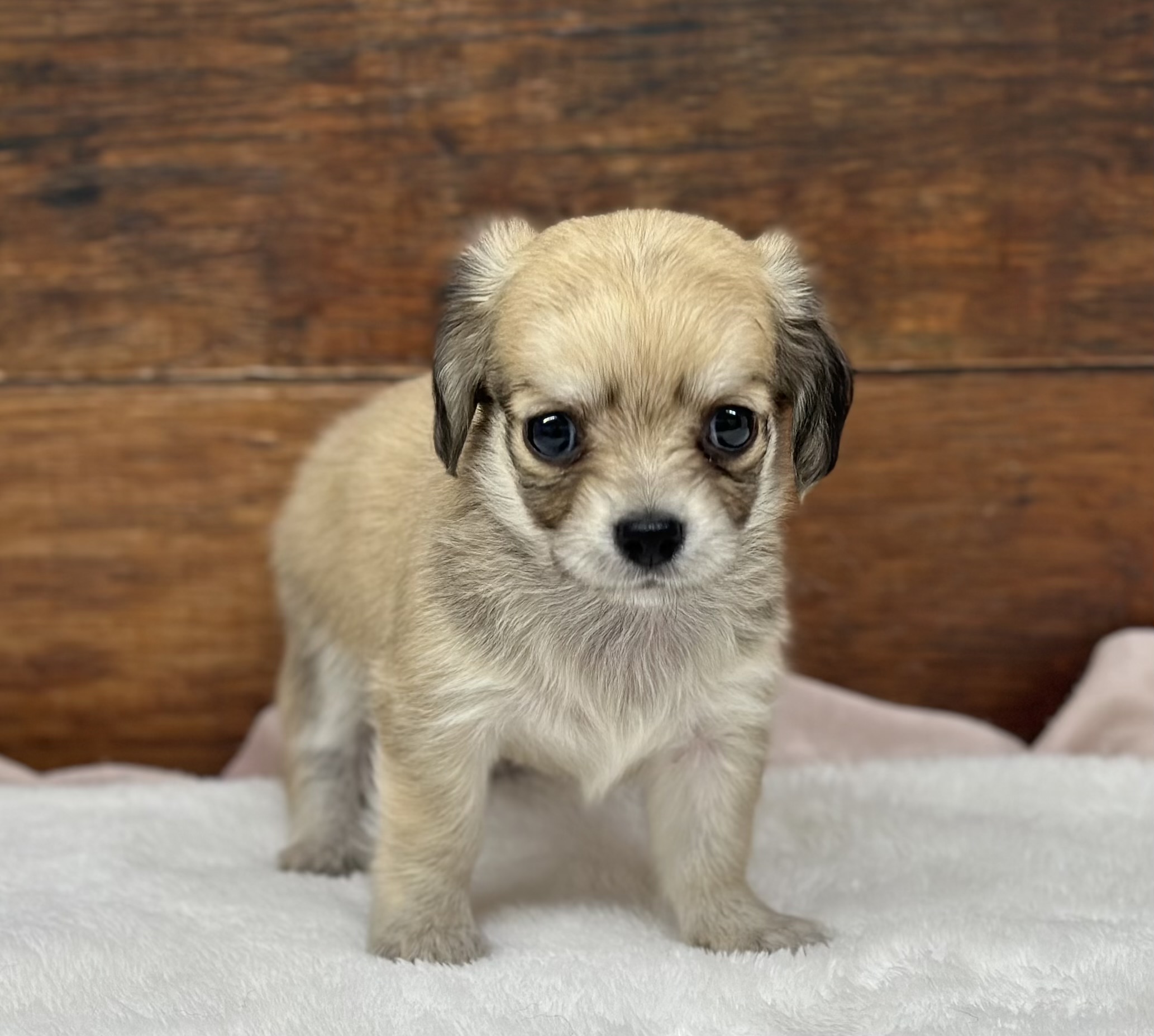 愛知県のハーフ犬・ミックス犬 (ペッツワン名古屋大高インター店/2026年6月13日生まれ/男の子/レッド)の子犬