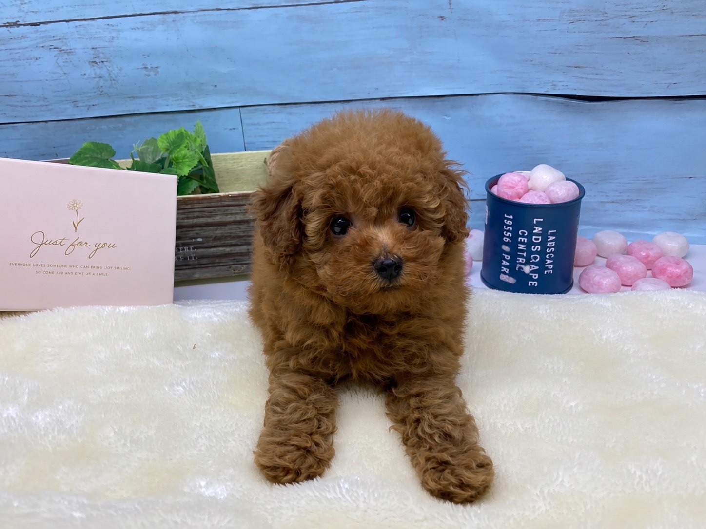 静岡県のトイプードル(トイ) (ペッツワン藤枝店/2026年4月13日生まれ/女の子/レッド)の子犬の2枚目の画像