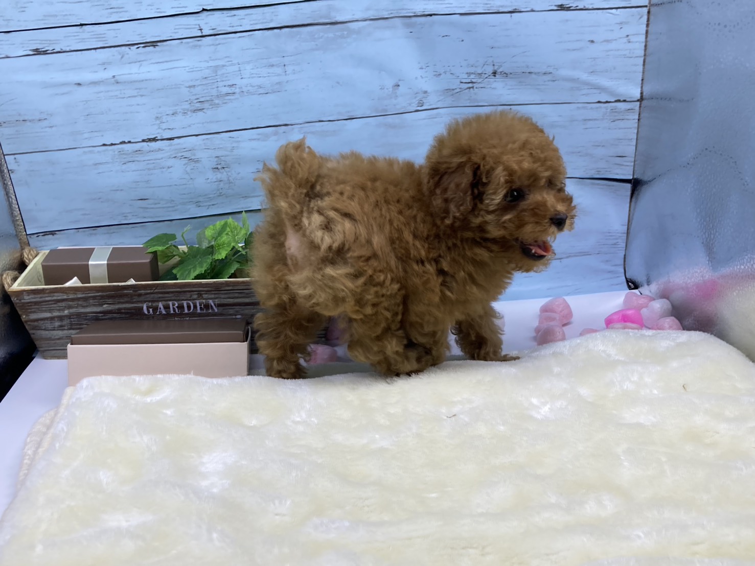静岡県のトイプードル(トイ) (ペッツワン藤枝店/2026年4月13日生まれ/女の子/レッド)の子犬の3枚目の画像