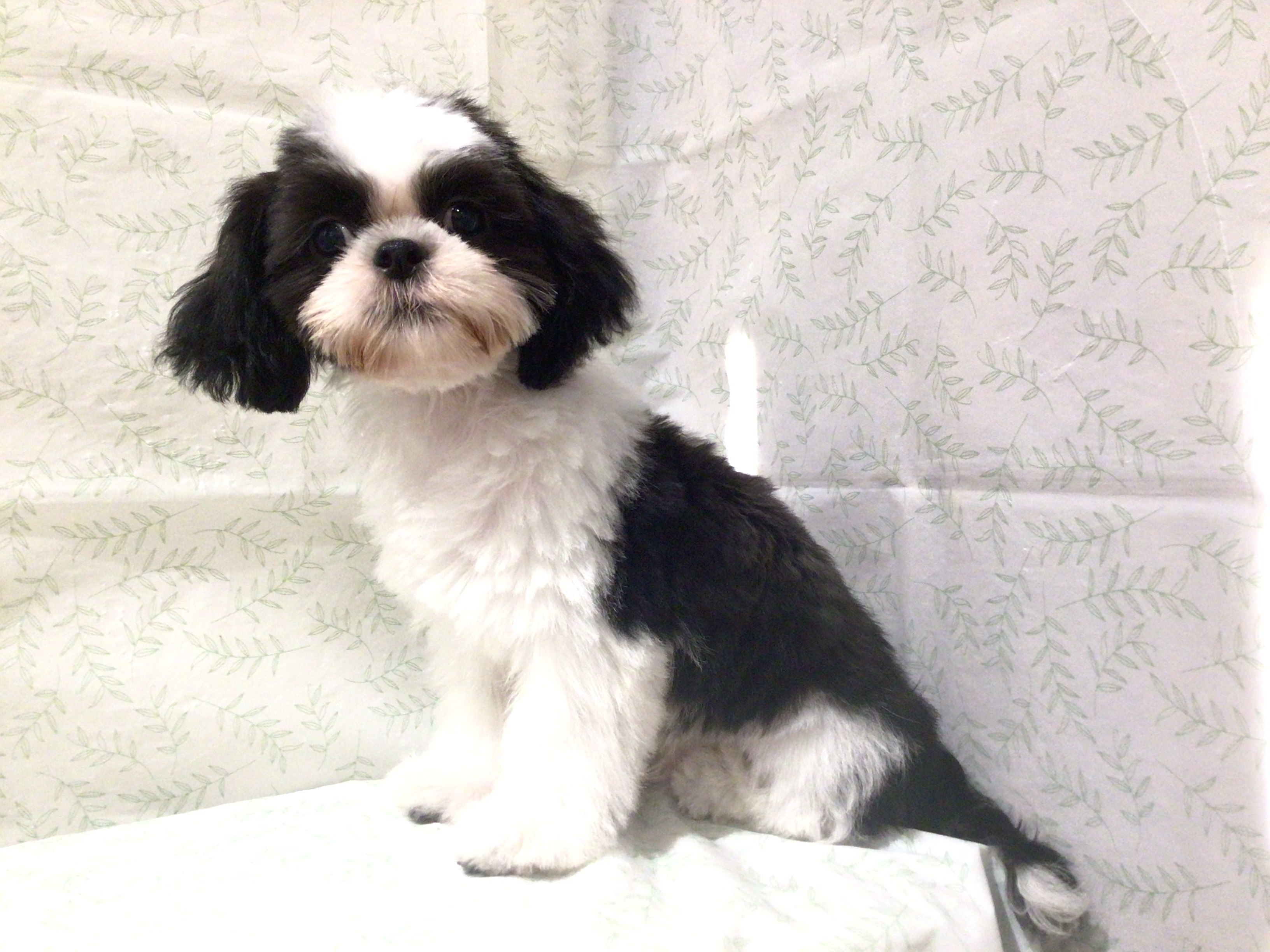 茨城県のシーズー (ペッツワン高萩店/2026年4月25日生まれ/男の子/ブラックホワイト)の子犬の2枚目の画像