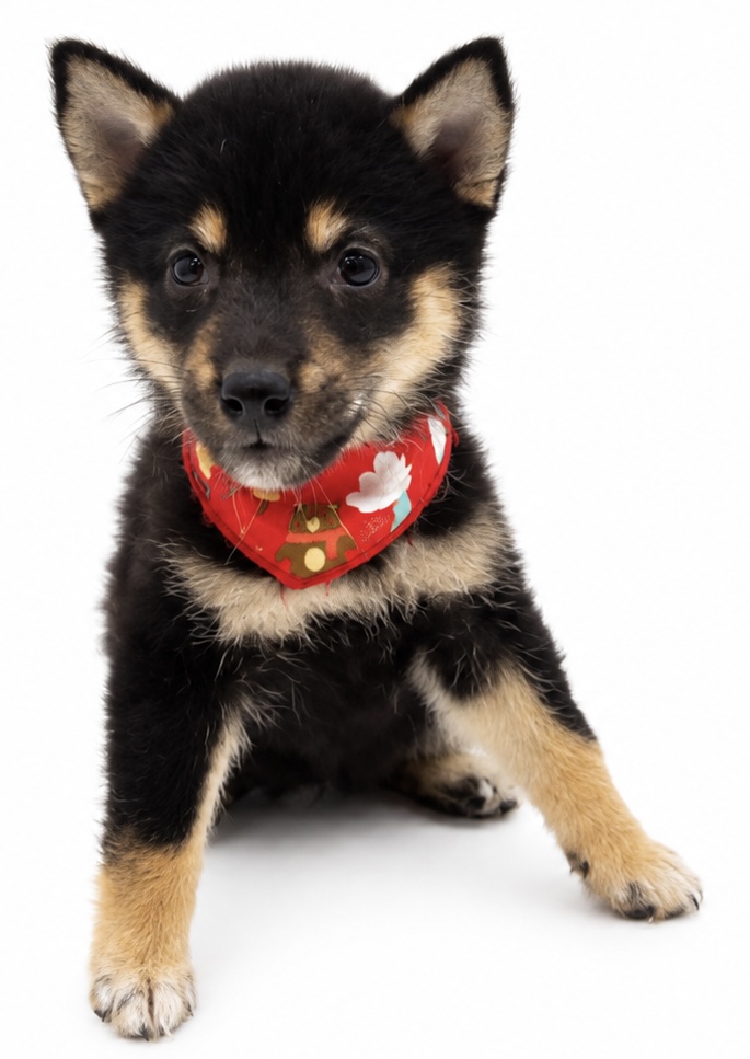 埼玉県の柴犬(標準サイズ) (ペッツワン行田店/2026年6月22日生まれ/女の子/黒)の子犬の1枚目の画像