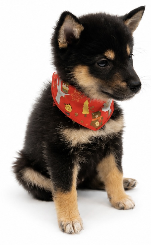 埼玉県の柴犬(標準サイズ) (ペッツワン行田店/2026年6月22日生まれ/女の子/黒)の子犬の3枚目の画像