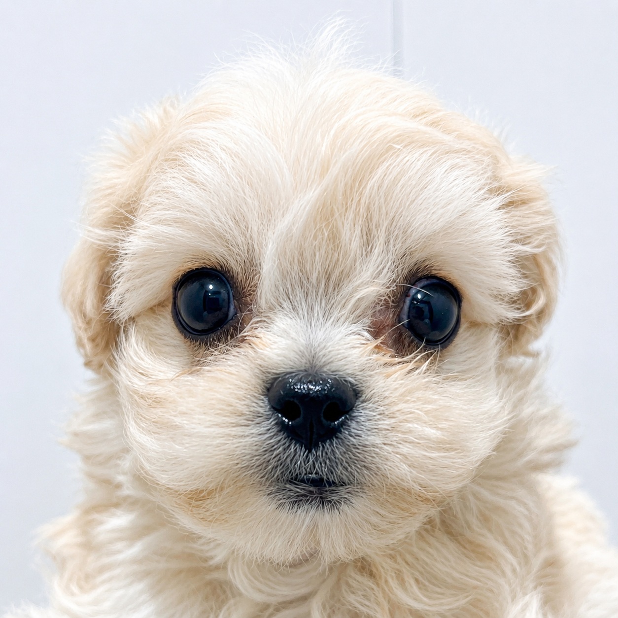 山梨県のハーフ犬・ミックス犬 (ペッツワン笛吹店/2026年6月20日生まれ/男の子/アプリコット)の子犬