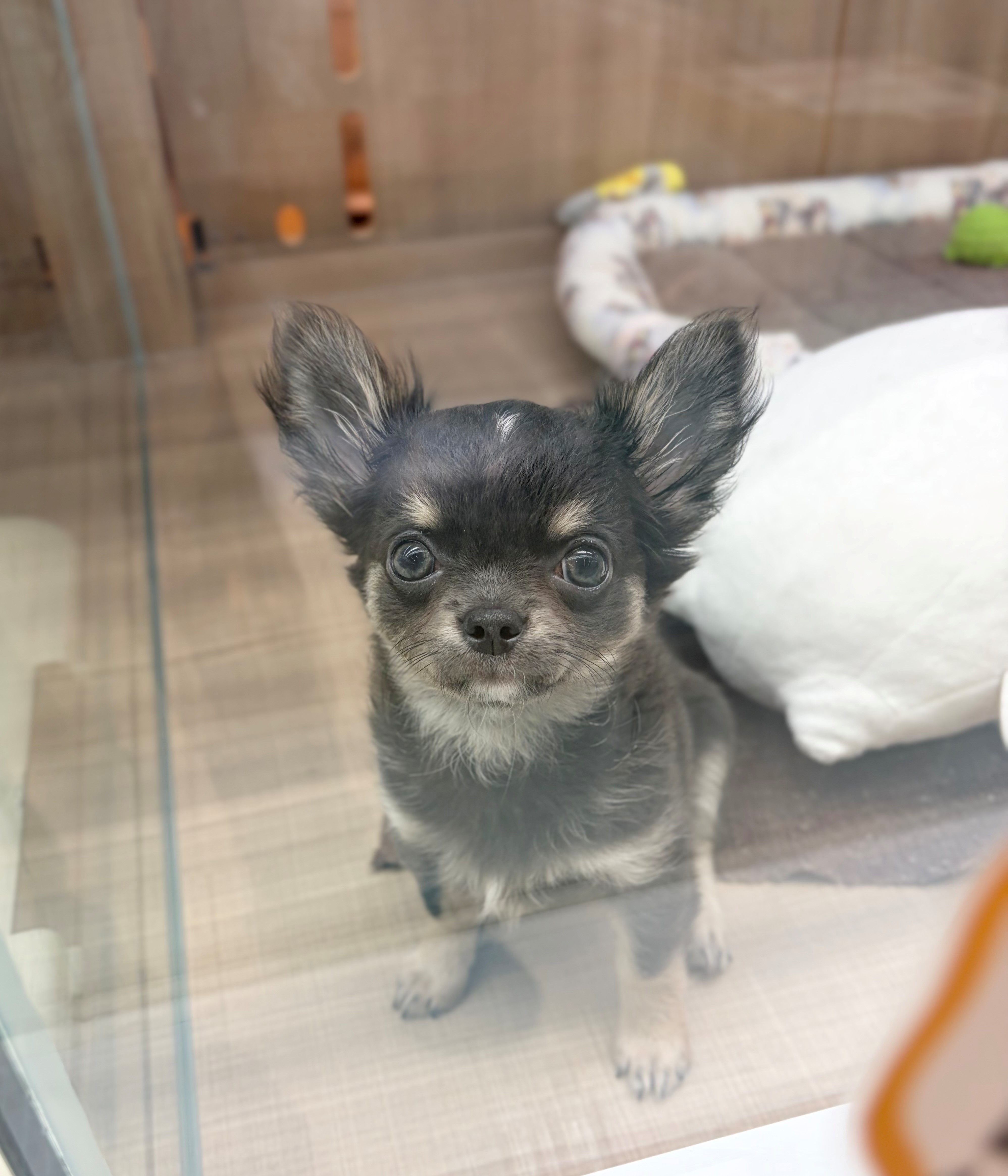 岐阜県のチワワ(ロング) (ペッツワン可児店/2026年6月4日生まれ/女の子/ブルータン)の子犬の2枚目の画像