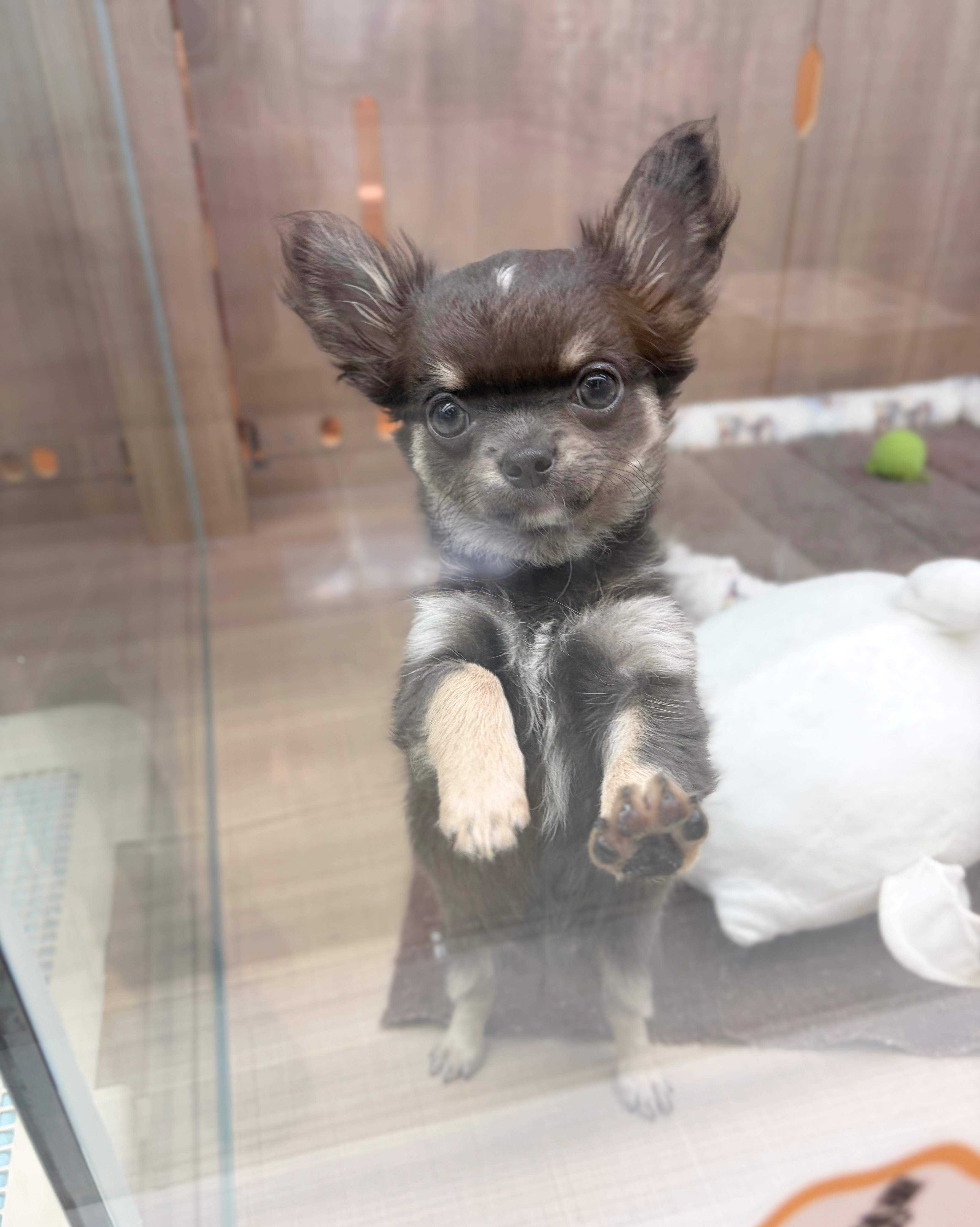 岐阜県のチワワ(ロング) (ペッツワン可児店/2026年6月4日生まれ/女の子/ブルータン)の子犬の3枚目の画像