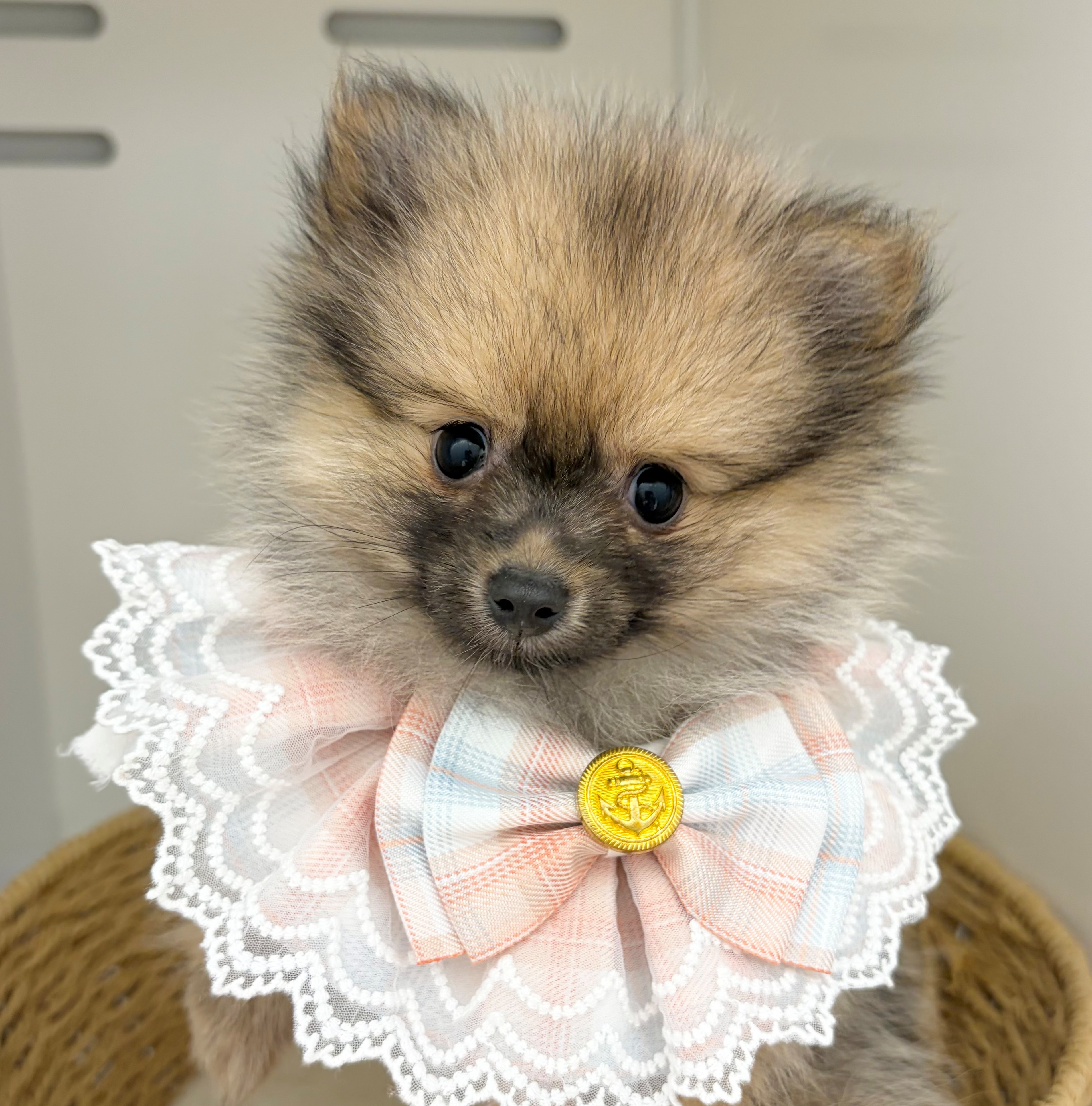 岐阜県のポメラニアン (ペッツワン可児店/2026年6月4日生まれ/女の子/オレンジセーブル)の子犬の1枚目の画像