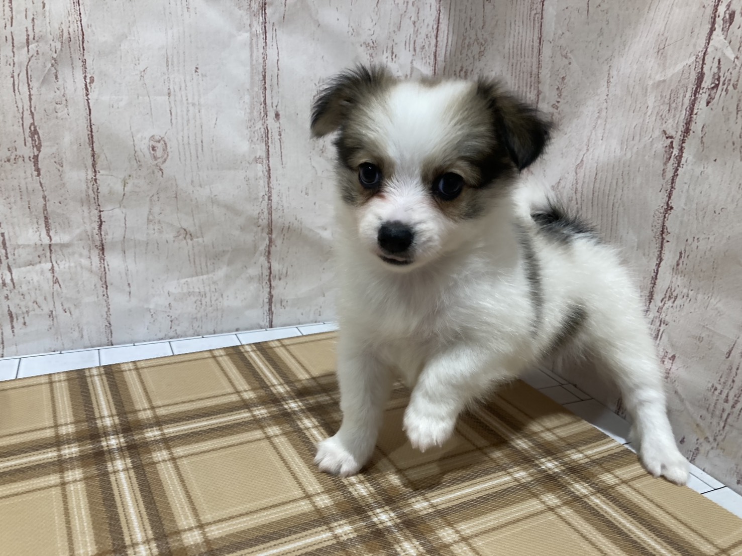 埼玉県のハーフ犬・ミックス犬 (ペッツワン羽生店/2026年6月21日生まれ/女の子/ホワイトレッド)の子犬の2枚目の画像