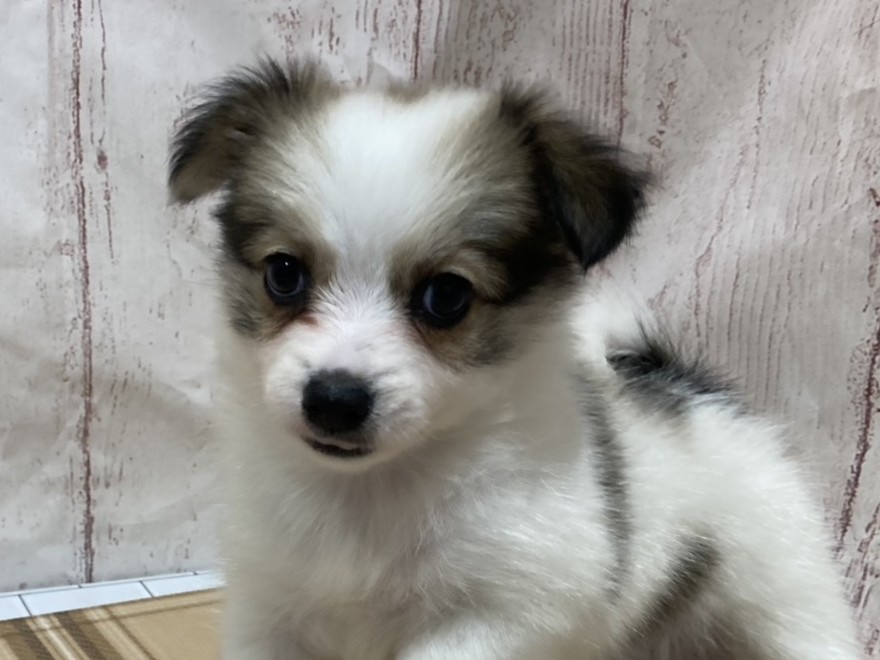 埼玉県のハーフ犬・ミックス犬 (ペッツワン羽生店/2026年6月21日生まれ/女の子/ホワイトレッド)の子犬の1枚目の画像