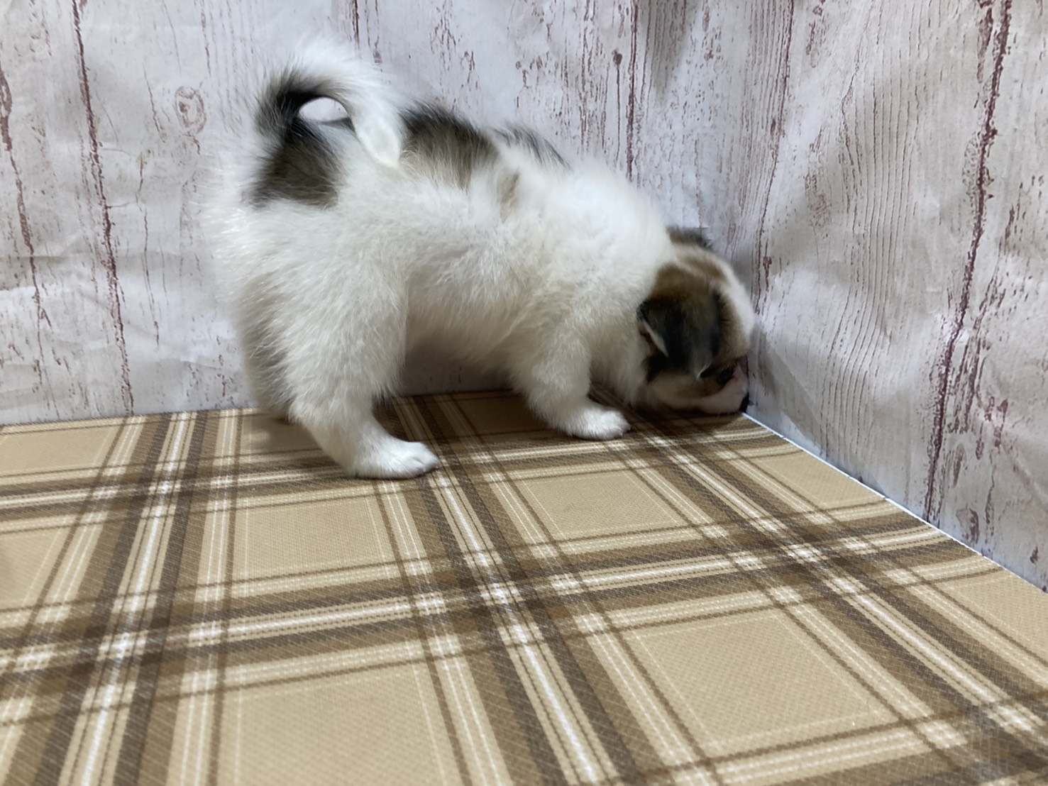 埼玉県のハーフ犬・ミックス犬 (ペッツワン羽生店/2026年6月21日生まれ/女の子/ホワイトレッド)の子犬の3枚目の画像