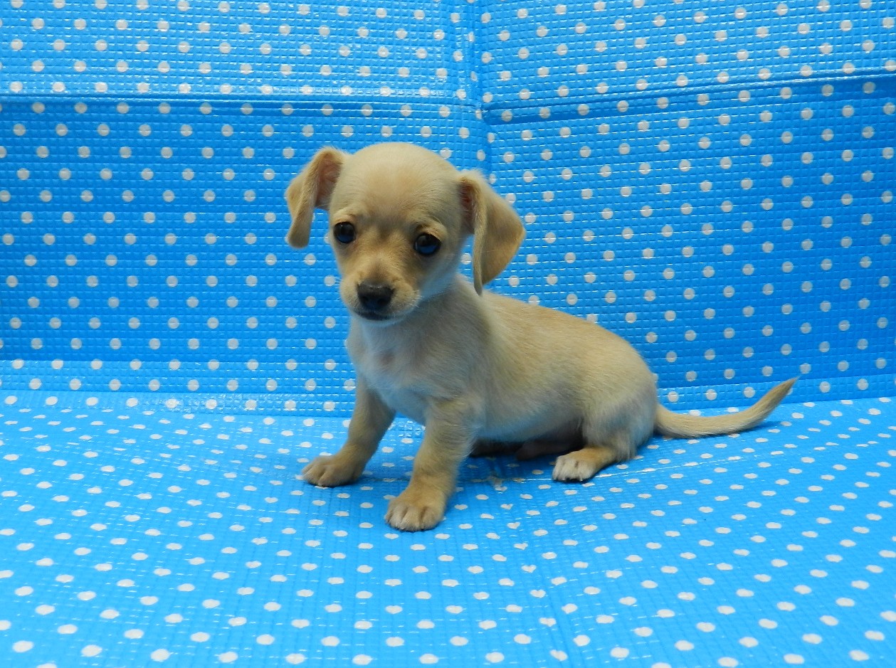 静岡県のハーフ犬・ミックス犬 (ペッツワン御殿場店/2026年6月20日生まれ/男の子/イエロー)の子犬