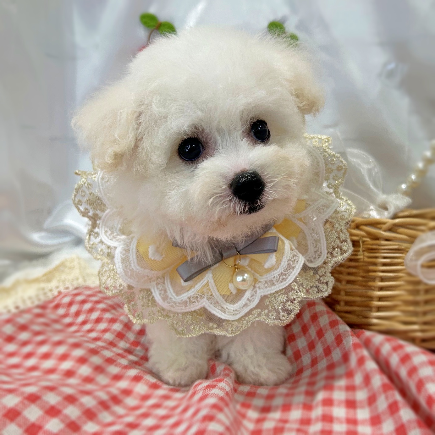 滋賀県のビションフリーゼ (ペッツワン堅田店/2026年6月25日生まれ/男の子/ホワイト)の子犬の3枚目の画像