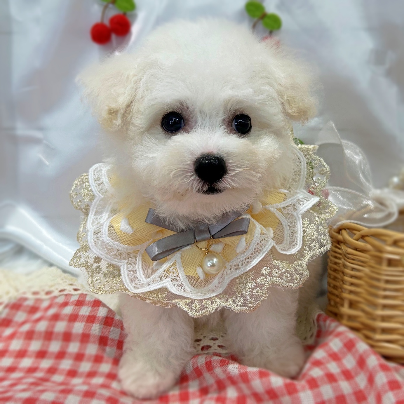滋賀県のビションフリーゼ (ペッツワン堅田店/2026年6月25日生まれ/男の子/ホワイト)の子犬の1枚目の画像
