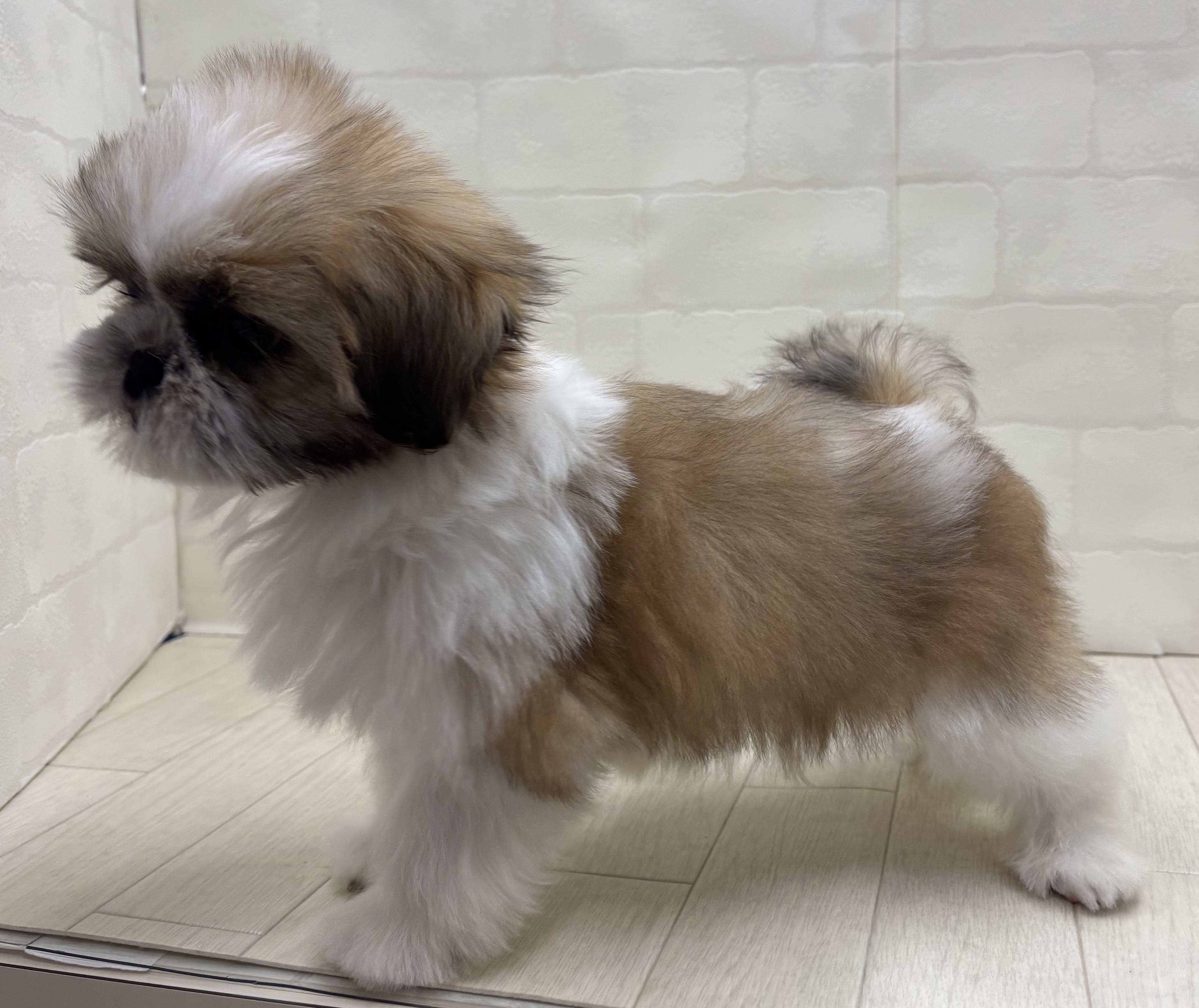 埼玉県のシーズー (ペッツワン大利根店/2026年5月22日生まれ/男の子/ホワイトゴールド)の子犬の3枚目の画像