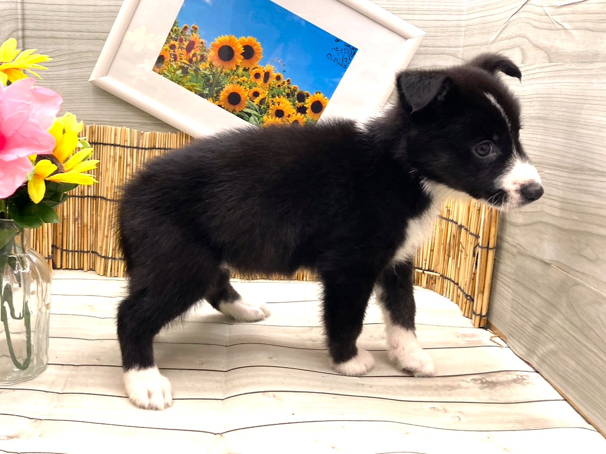 京都府のハーフ犬・ミックス犬 (ペッツワン木津川店/2026年6月21日生まれ/女の子/ブラックホワイト)の子犬の2枚目の画像