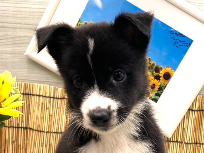 京都府のハーフ犬・ミックス犬 (ペッツワン木津川店/2026年6月21日生まれ/女の子/ブラックホワイト)の子犬の1枚目の画像
