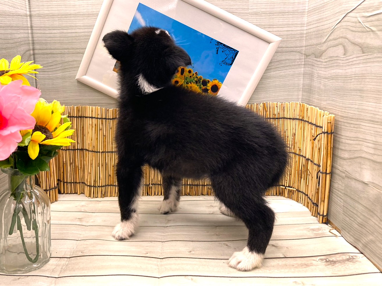 京都府のハーフ犬・ミックス犬 (ペッツワン木津川店/2026年6月21日生まれ/女の子/ブラックホワイト)の子犬の3枚目の画像
