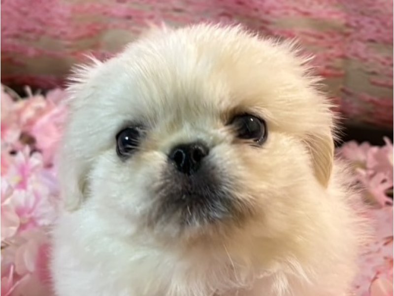 愛知県のペキニーズ (ペッツワン豊田四郷店/2026年2月27日生まれ/男の子/ホワイト)の子犬の1枚目の画像