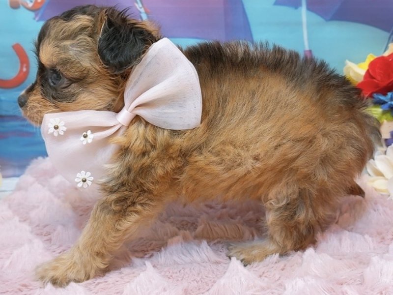 愛知県のハーフ犬・ミックス犬 (ペッツワン豊田四郷店/2026年4月18日生まれ/女の子/アプリコット)の子犬の3枚目の画像