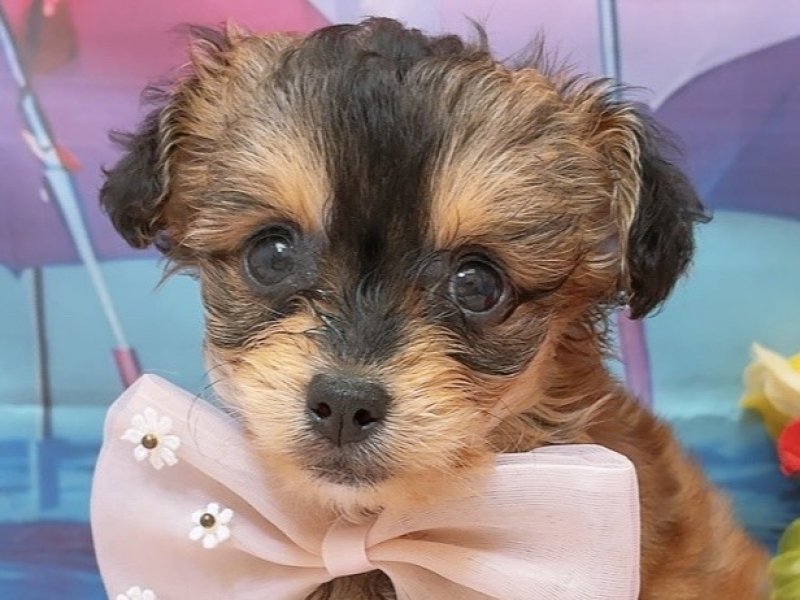愛知県のハーフ犬・ミックス犬 (ペッツワン豊田四郷店/2026年4月18日生まれ/女の子/アプリコット)の子犬の1枚目の画像