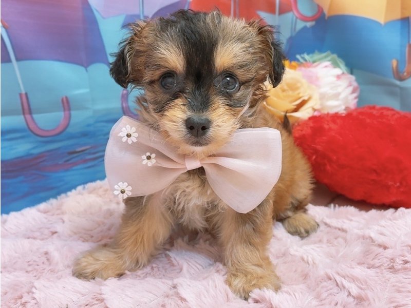愛知県のハーフ犬・ミックス犬 (ペッツワン豊田四郷店/2026年4月18日生まれ/女の子/アプリコット)の子犬の2枚目の画像