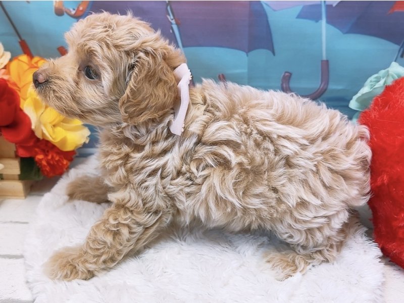 愛知県のハーフ犬・ミックス犬 (ペッツワン豊田四郷店/2026年6月13日生まれ/女の子/クリーム)の子犬の3枚目の画像