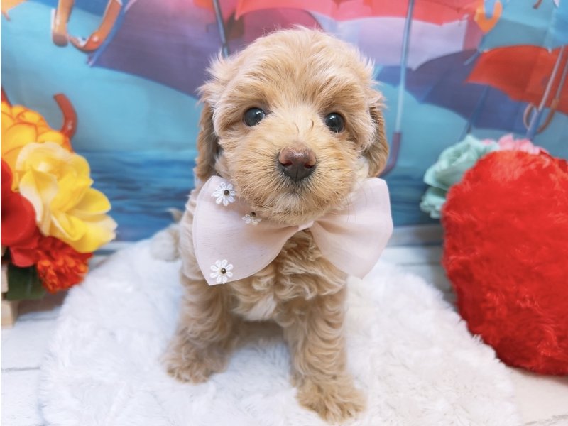 愛知県のハーフ犬・ミックス犬 (ペッツワン豊田四郷店/2026年6月13日生まれ/女の子/クリーム)の子犬の2枚目の画像