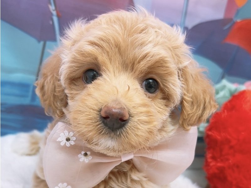 愛知県のハーフ犬・ミックス犬 (ペッツワン豊田四郷店/2026年6月13日生まれ/女の子/クリーム)の子犬の1枚目の画像