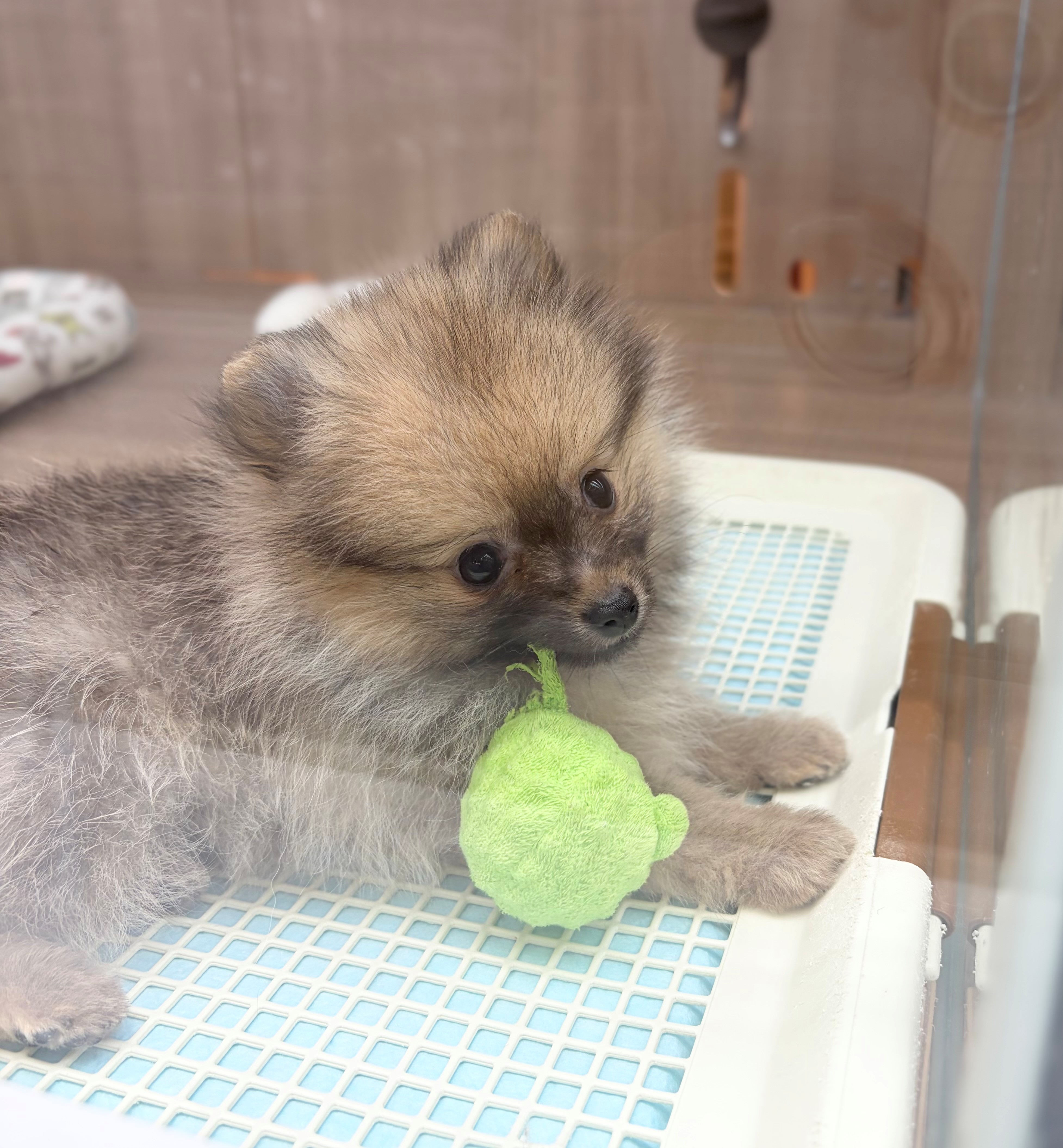岐阜県のポメラニアン (ペッツワン可児店/2026年6月4日生まれ/女の子/オレンジセーブル)の子犬の2枚目の画像