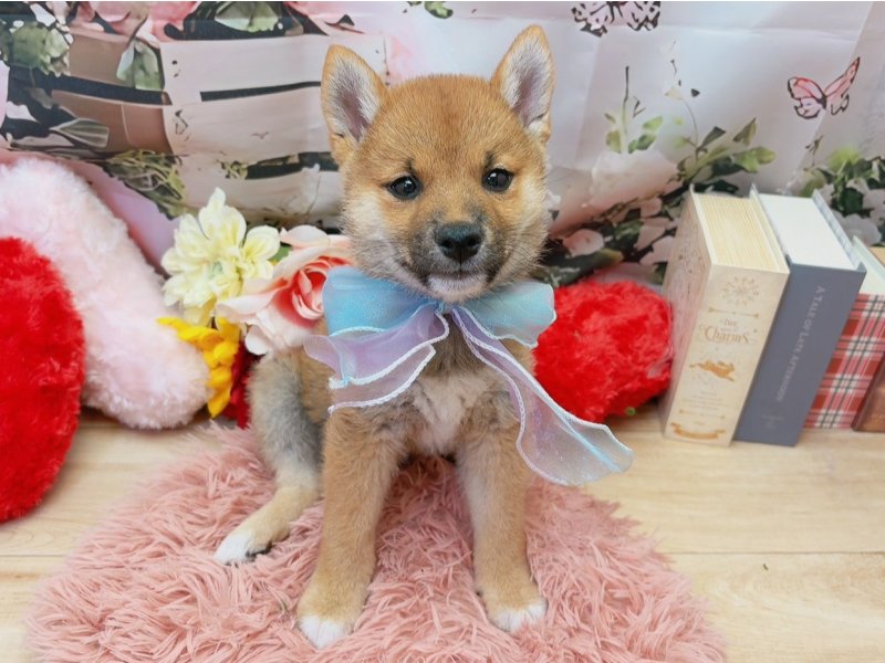 愛知県の柴犬(標準サイズ) (ペッツワン豊田四郷店/2026年5月23日生まれ/男の子/赤)の子犬の2枚目の画像