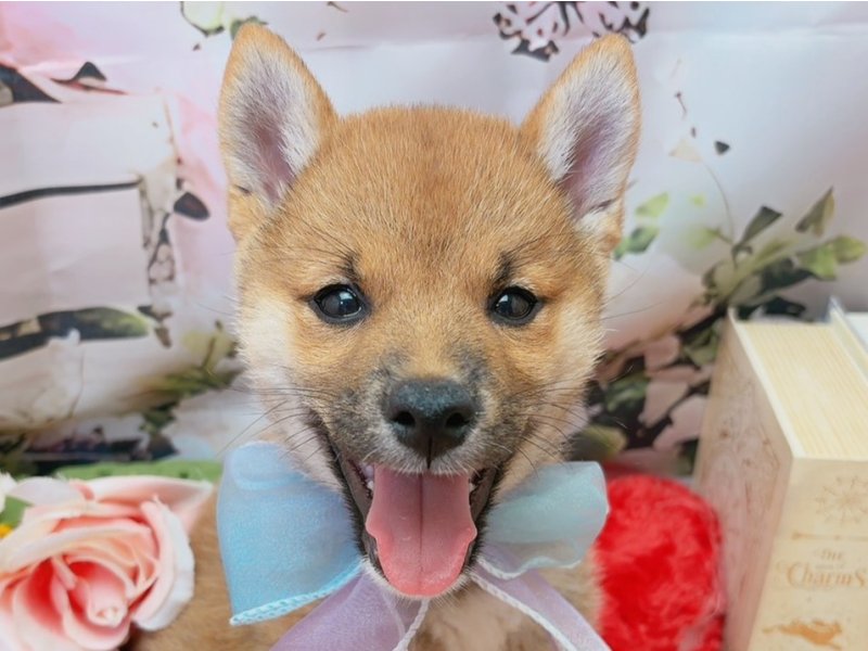 愛知県の柴犬(標準サイズ) (ペッツワン豊田四郷店/2026年5月23日生まれ/男の子/赤)の子犬の1枚目の画像