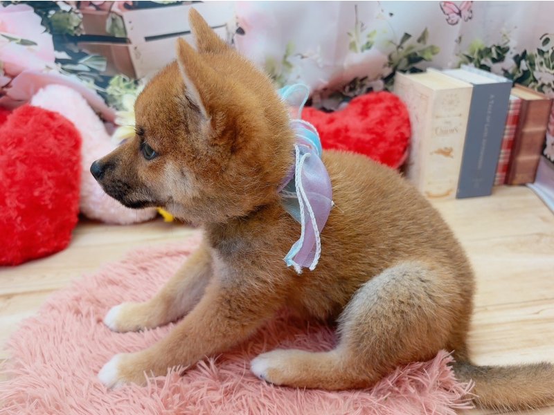 愛知県の柴犬(標準サイズ) (ペッツワン豊田四郷店/2026年5月23日生まれ/男の子/赤)の子犬の3枚目の画像