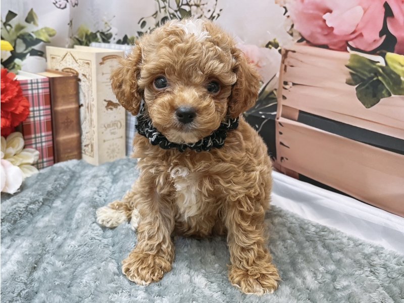 愛知県のハーフ犬・ミックス犬 (ペッツワン豊田四郷店/2026年5月9日生まれ/男の子/レッドホワイト)の子犬の2枚目の画像